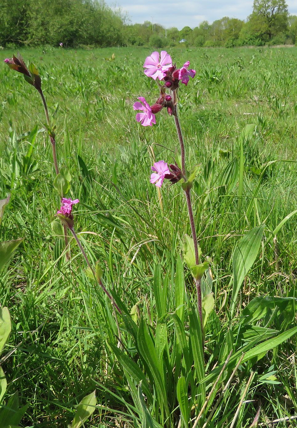  Red Campion